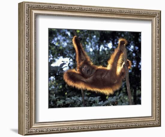 Borneo, Tanjung National Park Orangutan (Pongo Pygmaeus) juvenile stretching out between branches-Theo Allofs-Framed Photographic Print