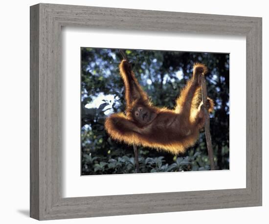 Borneo, Tanjung National Park Orangutan (Pongo Pygmaeus) juvenile stretching out between branches-Theo Allofs-Framed Photographic Print