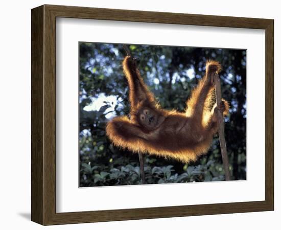 Borneo, Tanjung National Park Orangutan (Pongo Pygmaeus) juvenile stretching out between branches-Theo Allofs-Framed Photographic Print