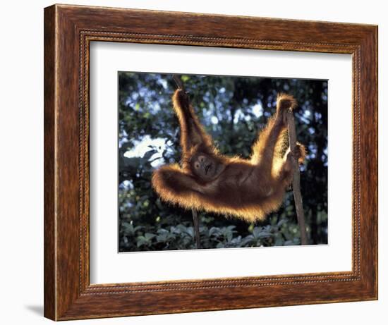 Borneo, Tanjung National Park Orangutan (Pongo Pygmaeus) juvenile stretching out between branches-Theo Allofs-Framed Photographic Print