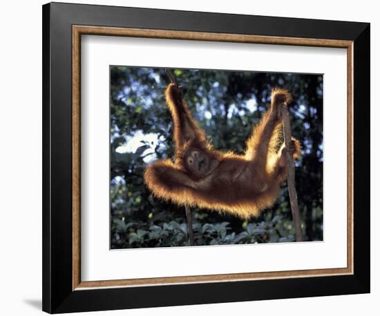 Borneo, Tanjung National Park Orangutan (Pongo Pygmaeus) juvenile stretching out between branches-Theo Allofs-Framed Photographic Print