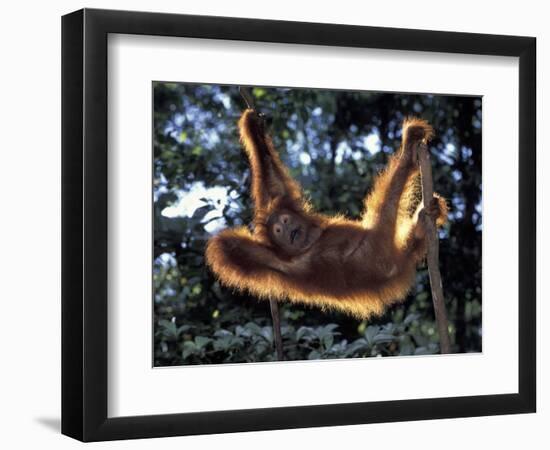 Borneo, Tanjung National Park Orangutan (Pongo Pygmaeus) juvenile stretching out between branches-Theo Allofs-Framed Photographic Print