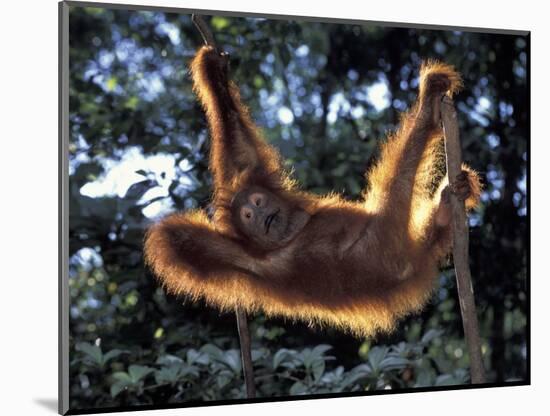 Borneo, Tanjung National Park Orangutan (Pongo Pygmaeus) juvenile stretching out between branches-Theo Allofs-Mounted Photographic Print