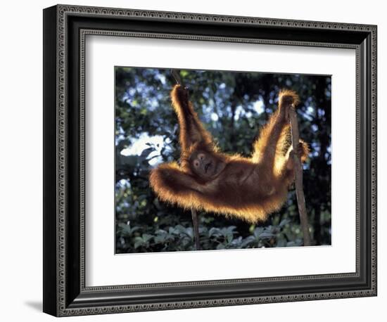 Borneo, Tanjung National Park Orangutan (Pongo Pygmaeus) juvenile stretching out between branches-Theo Allofs-Framed Photographic Print