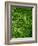 Borrelia Bacteria, SEM-Biomedical Imaging-Framed Photographic Print