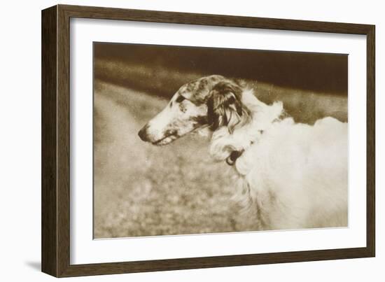 Borzoi, Head, 1910-null-Framed Art Print