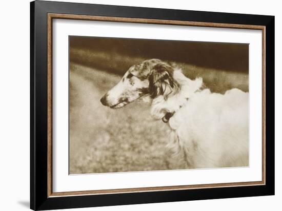 Borzoi, Head, 1910-null-Framed Art Print