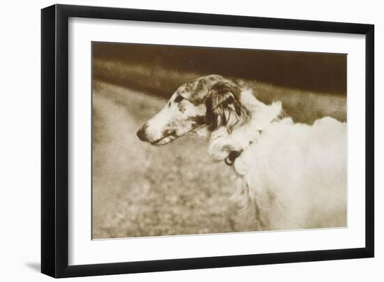 Borzoi, Head, 1910-null-Framed Art Print