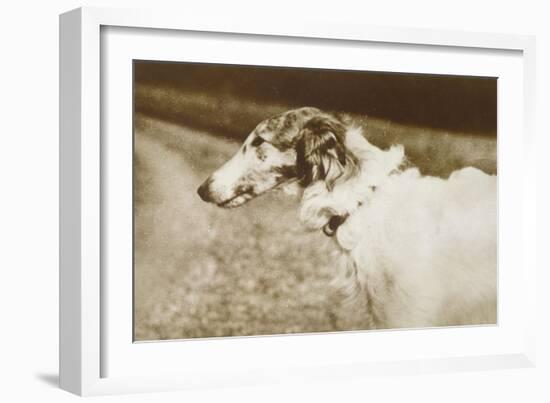 Borzoi, Head, 1910-null-Framed Art Print