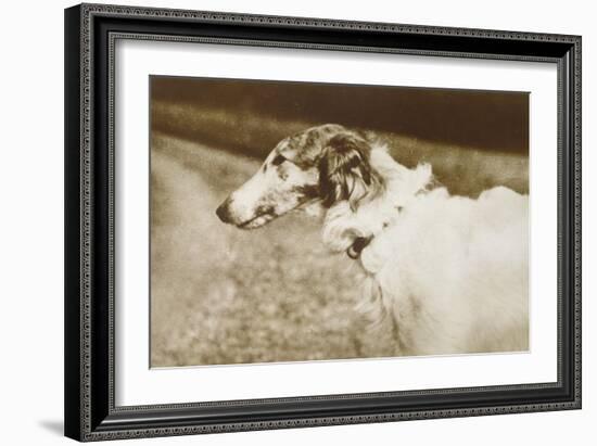 Borzoi, Head, 1910-null-Framed Art Print