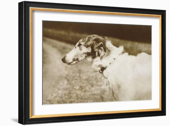 Borzoi, Head, 1910-null-Framed Art Print