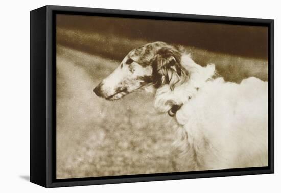 Borzoi, Head, 1910-null-Framed Stretched Canvas