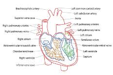 Human Heart Structure-boscorelli-Framed Art Print