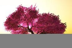Mysterious Japanese Cherry Blossom Tree Sakura 3D Render-boscorelli-Photographic Print