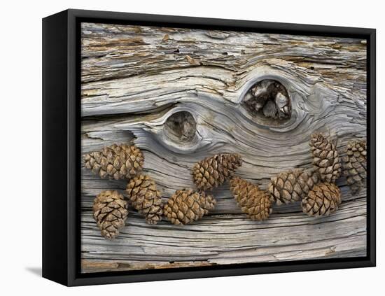 Bosnian Pine (Pinus Leucodermis) Close-Up Fallen Trunk Bark with Cones, Pollino, Basilicata, Italy-M?ller-Framed Premier Image Canvas