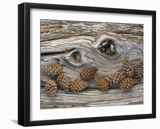 Bosnian Pine (Pinus Leucodermis) Close-Up Fallen Trunk Bark with Cones, Pollino, Basilicata, Italy-M?ller-Framed Photographic Print