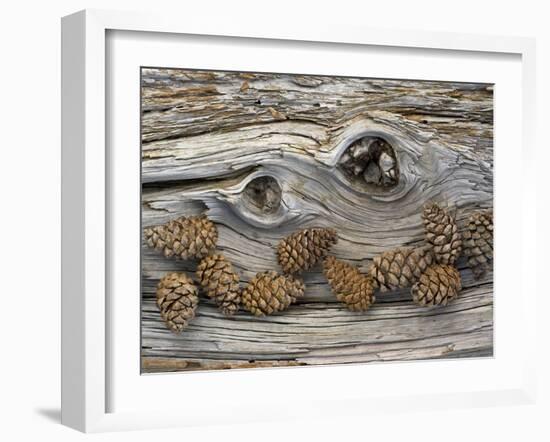 Bosnian Pine (Pinus Leucodermis) Close-Up Fallen Trunk Bark with Cones, Pollino, Basilicata, Italy-M?ller-Framed Photographic Print