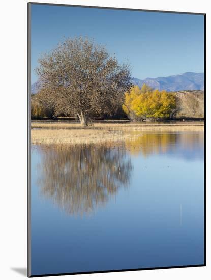 Bosque del Apache National Wildlife Refuge, fall, New Mexico-Maresa Pryor-Mounted Photographic Print