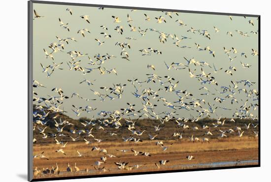 Bosque Del Apache National Wildlife Refuge, New Mexico-Maresa Pryor-Mounted Photographic Print