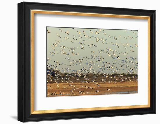 Bosque Del Apache National Wildlife Refuge, New Mexico-Maresa Pryor-Framed Photographic Print