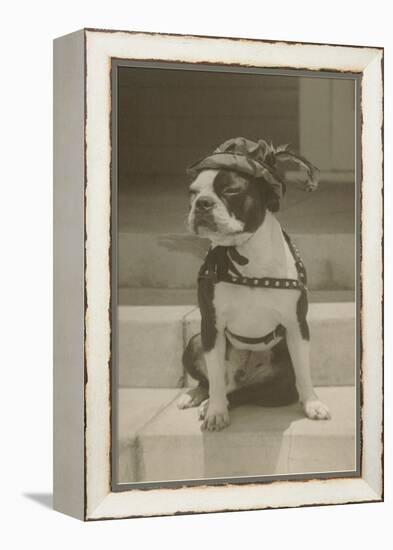 Boston Bulldog in Renaissance Cap-null-Framed Stretched Canvas