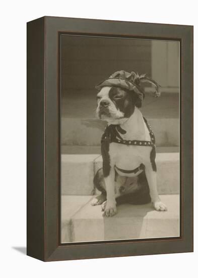 Boston Bulldog in Renaissance Cap-null-Framed Stretched Canvas