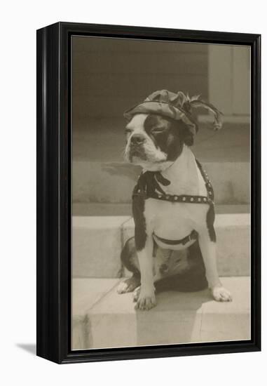 Boston Bulldog in Renaissance Cap-null-Framed Stretched Canvas