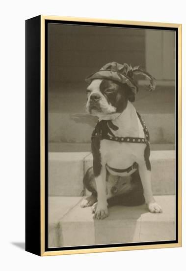 Boston Bulldog in Renaissance Cap-null-Framed Stretched Canvas