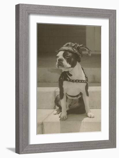 Boston Bulldog in Renaissance Cap-null-Framed Art Print