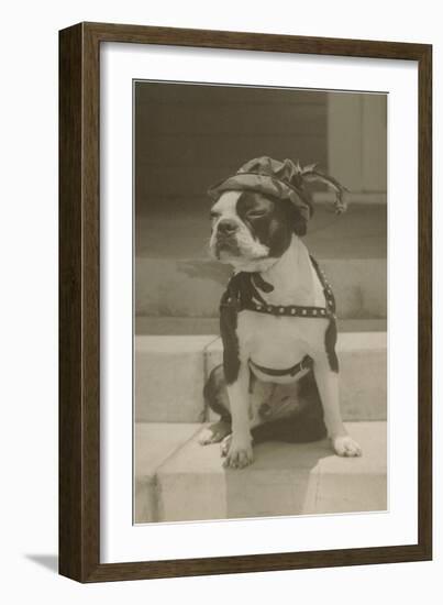 Boston Bulldog in Renaissance Cap-null-Framed Art Print