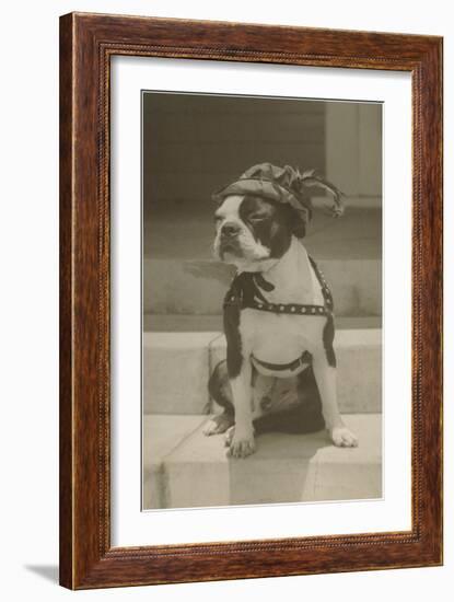 Boston Bulldog in Renaissance Cap-null-Framed Art Print
