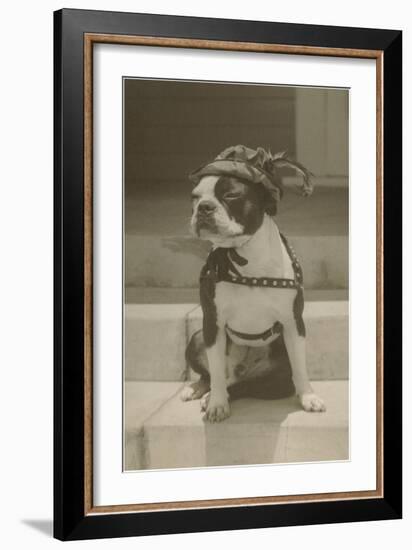 Boston Bulldog in Renaissance Cap-null-Framed Art Print