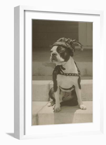 Boston Bulldog in Renaissance Cap-null-Framed Art Print