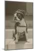 Boston Bulldog in Renaissance Cap-null-Mounted Art Print