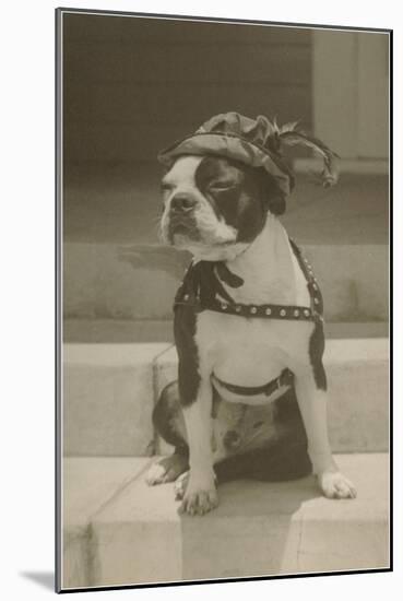 Boston Bulldog in Renaissance Cap-null-Mounted Art Print