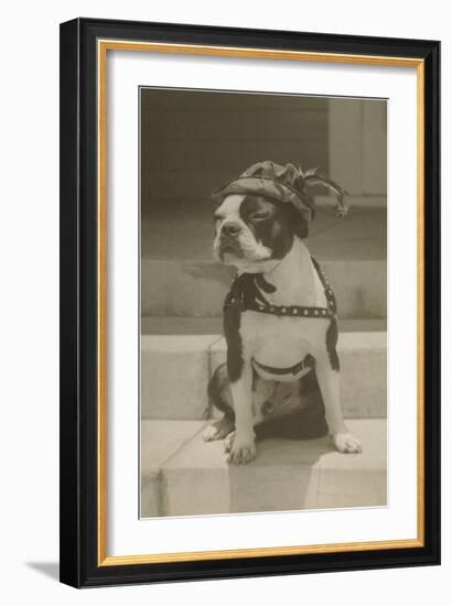 Boston Bulldog in Renaissance Cap-null-Framed Art Print