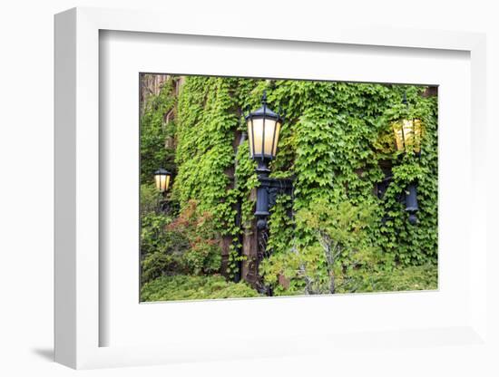 Boston, Massachusetts, USA. Street lamps with abundant foliage of historic buildings.-Brent Bergherm-Framed Photographic Print