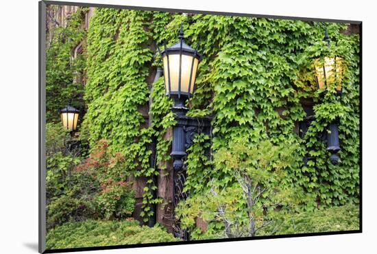 Boston, Massachusetts, USA. Street lamps with abundant foliage of historic buildings.-Brent Bergherm-Mounted Photographic Print