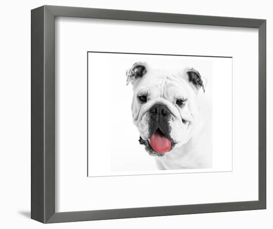 Boston's Pug-null-Framed Art Print