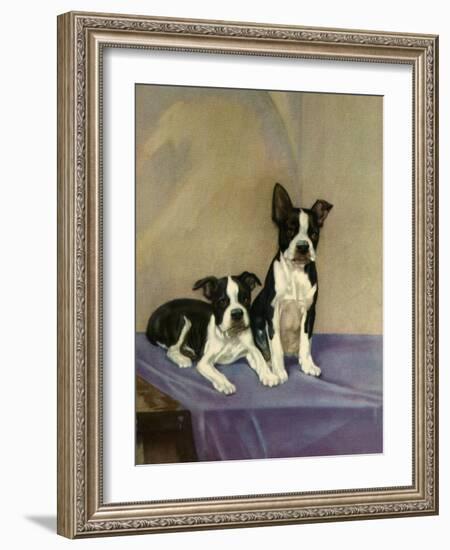 Boston's Terrier-Diana Thorne-Framed Art Print