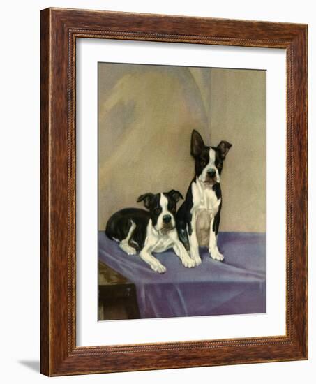 Boston's Terrier-Diana Thorne-Framed Art Print