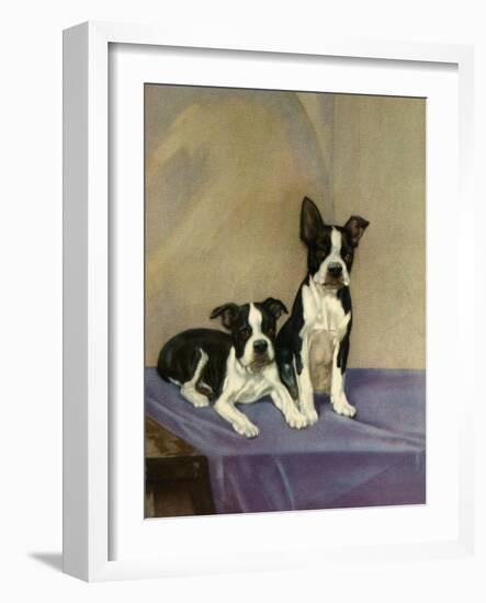 Boston's Terrier-Diana Thorne-Framed Art Print
