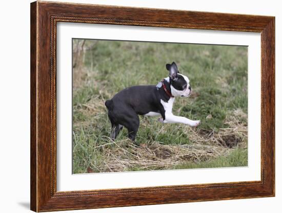Boston Terrier 01-Bob Langrish-Framed Photographic Print