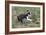 Boston Terrier 01-Bob Langrish-Framed Photographic Print