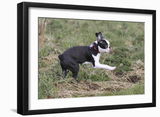 Boston Terrier 01-Bob Langrish-Framed Photographic Print