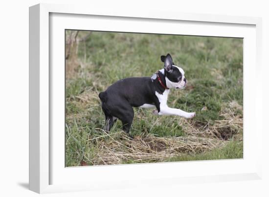 Boston Terrier 01-Bob Langrish-Framed Photographic Print