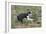 Boston Terrier 01-Bob Langrish-Framed Photographic Print