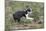 Boston Terrier 01-Bob Langrish-Mounted Photographic Print