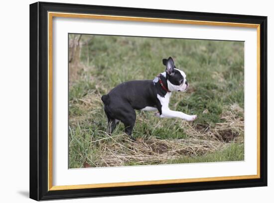 Boston Terrier 01-Bob Langrish-Framed Photographic Print