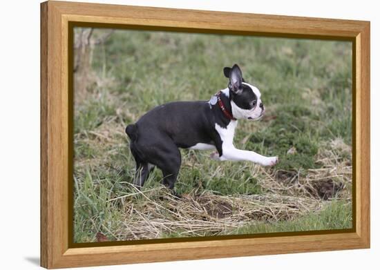 Boston Terrier 01-Bob Langrish-Framed Premier Image Canvas